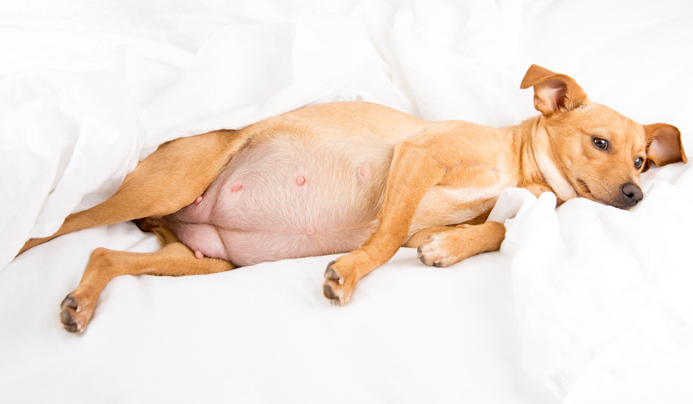 Ложная беременность (щенность) у собак - симптомы и лечение