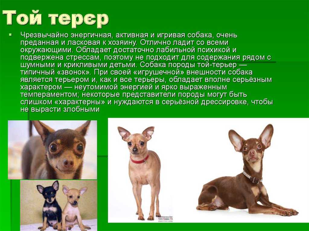 Норфолк терьер: порода собак - плюсы и минусы
