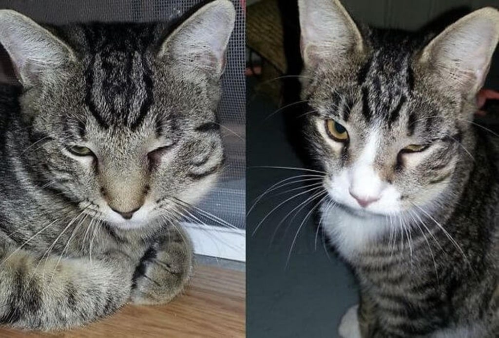Что делать если кошку укусила оса в нос (фото): первая помощь