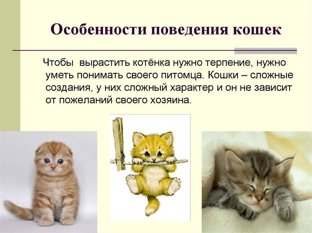 Странности кошек - кошачьи странности, как понять кошку - всё о кошках и котах
