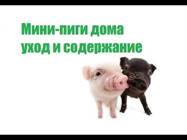 Мини-пиги: уход и содержание в домашних условиях