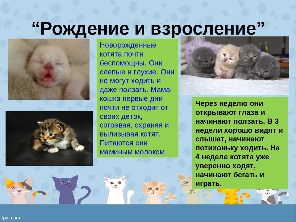 Интервал между котятами во время родов у кошек, нормальных, стремительных, затяжных