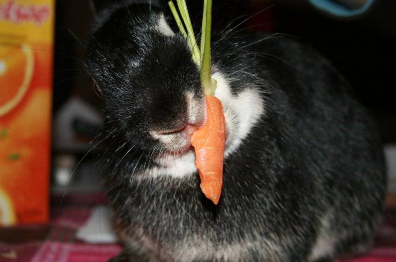 Кролик с морковкой. Можно кроликам давать морковку. Морковь для корма животным. Едят ли кролики морковку. Можно морковь кормящим