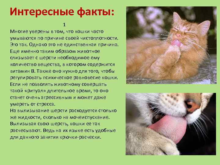 50 интересных фактов о кошках, которые вы могли не знать • всезнаешь.ру