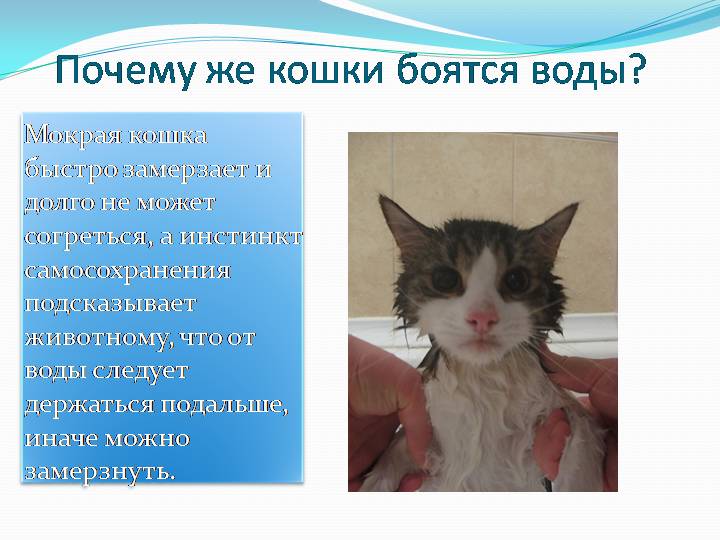Почему кошки боятся воды? подробное описание, как правильно искупать и приучить кота к воде
