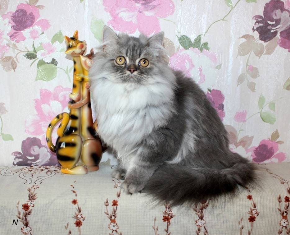 Хайленд страйт