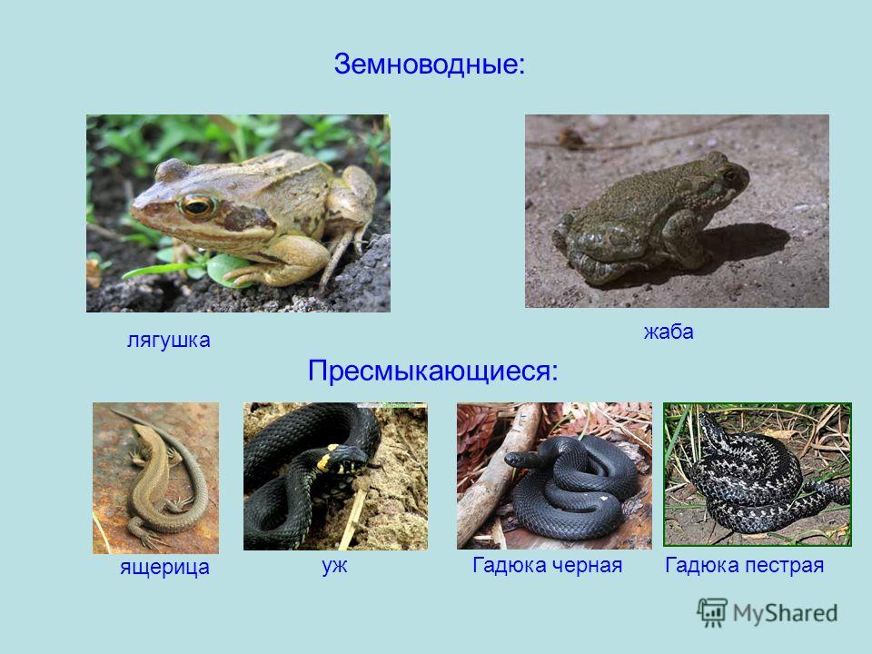 Пресмыкающиеся это какие животные: список названий