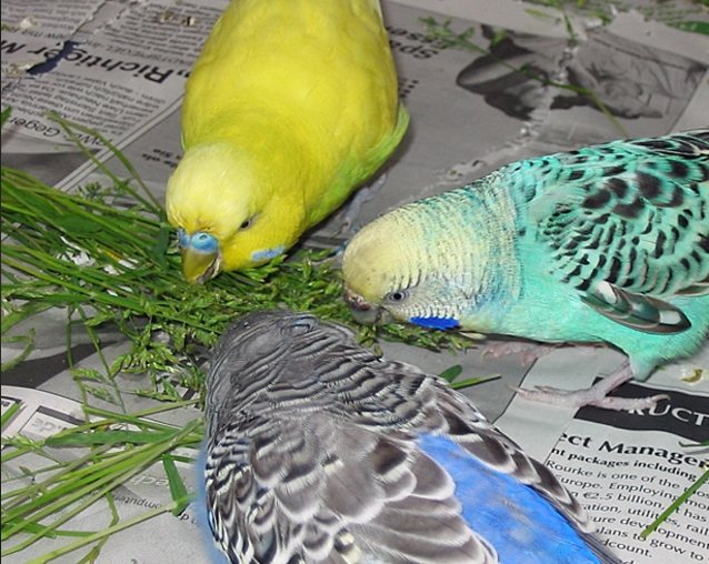 Чем волнистые попугаи питаются в домашних условиях