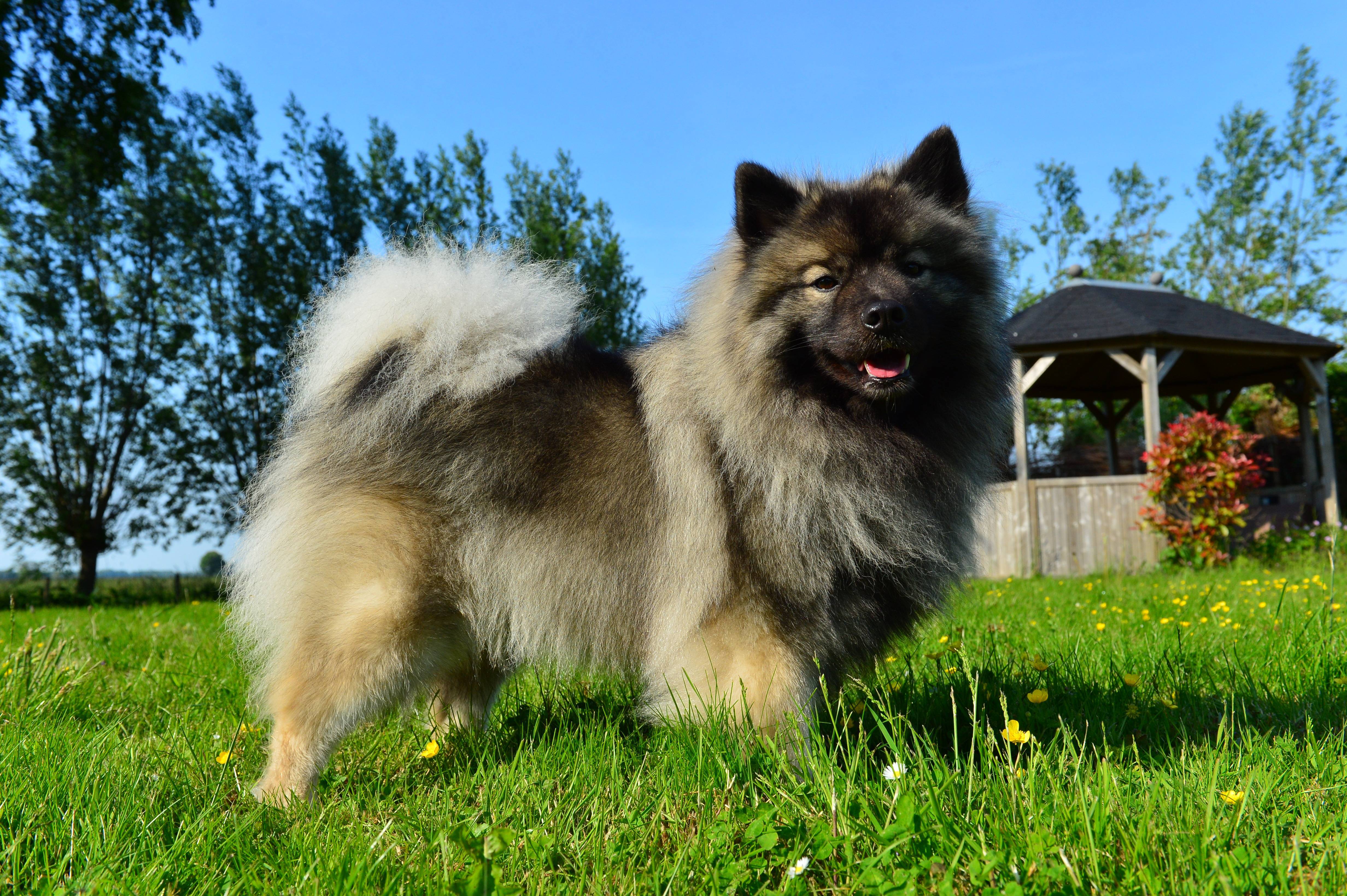 Кеесхонд (вольфшпиц) - описание породы и характер собаки