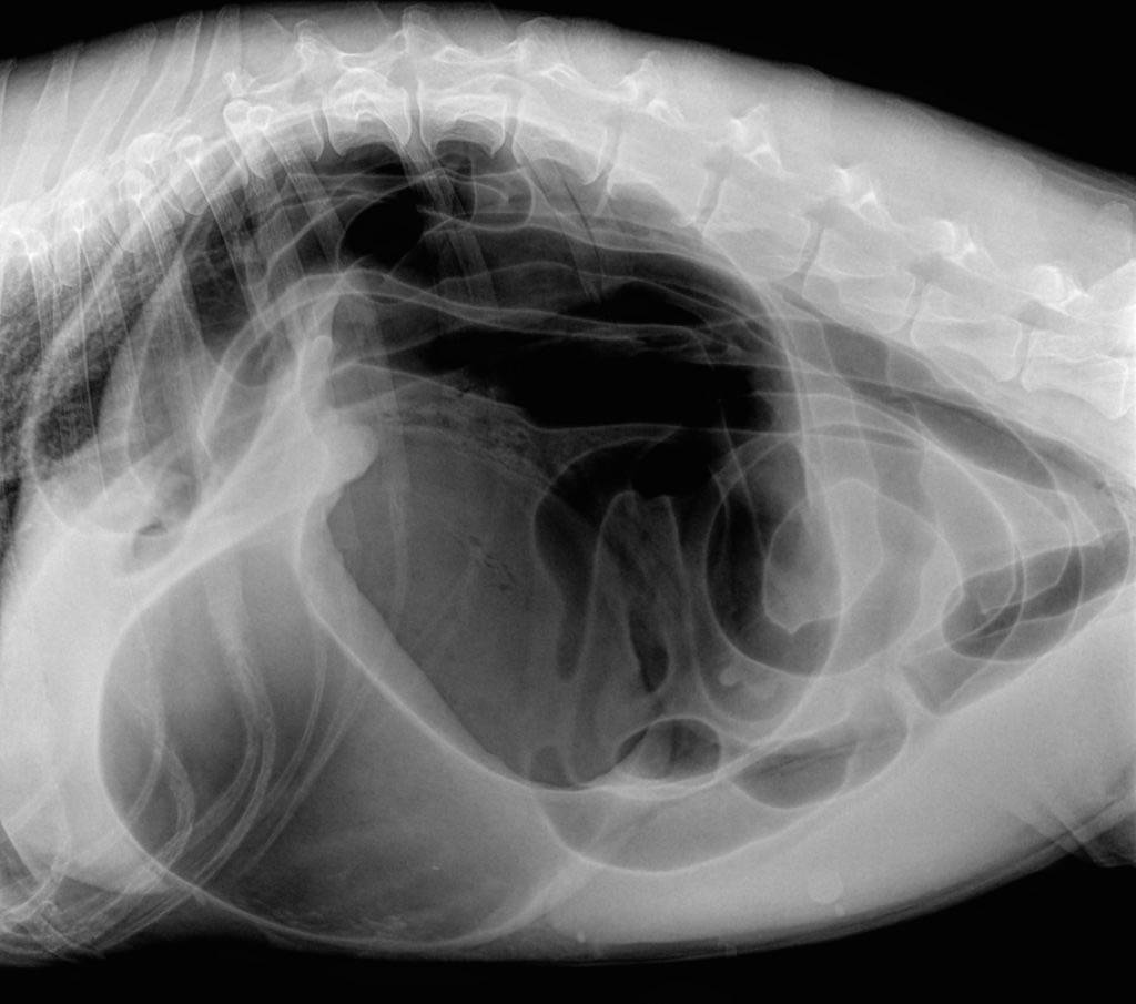 Причины и симптомы заворота желудка у собаки, от чего бывает и как лечить