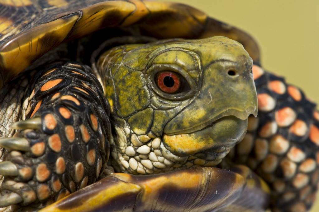 Посмотрим черепахи. Глаза красноухой черепахи. Красноухая черепаха морда. Красноухая черепашка. Взгляд. Красноухие Черепашки глаза.