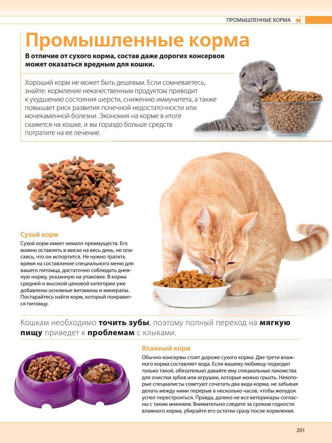 Чем лучше кормить больную кошку  виды кормов и рекомендации