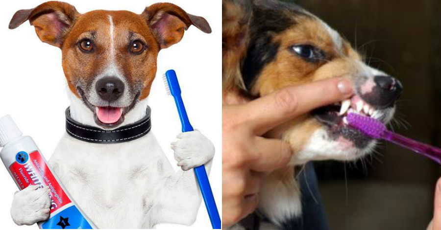 Как чистить зубы собаке: важность процедуры, выбор средств, приучение, альтернативные методы ухода за зубами собаки