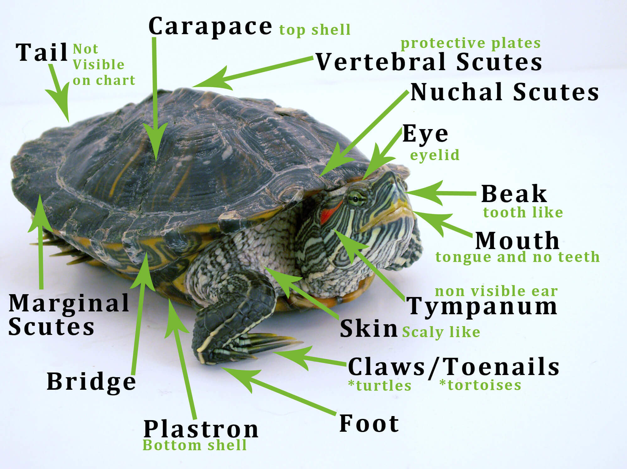 Почему сдохла черепаха. от чего умирают черепахи и как понять мертва она или в спячке. от чего могут умирать домашние черепахи