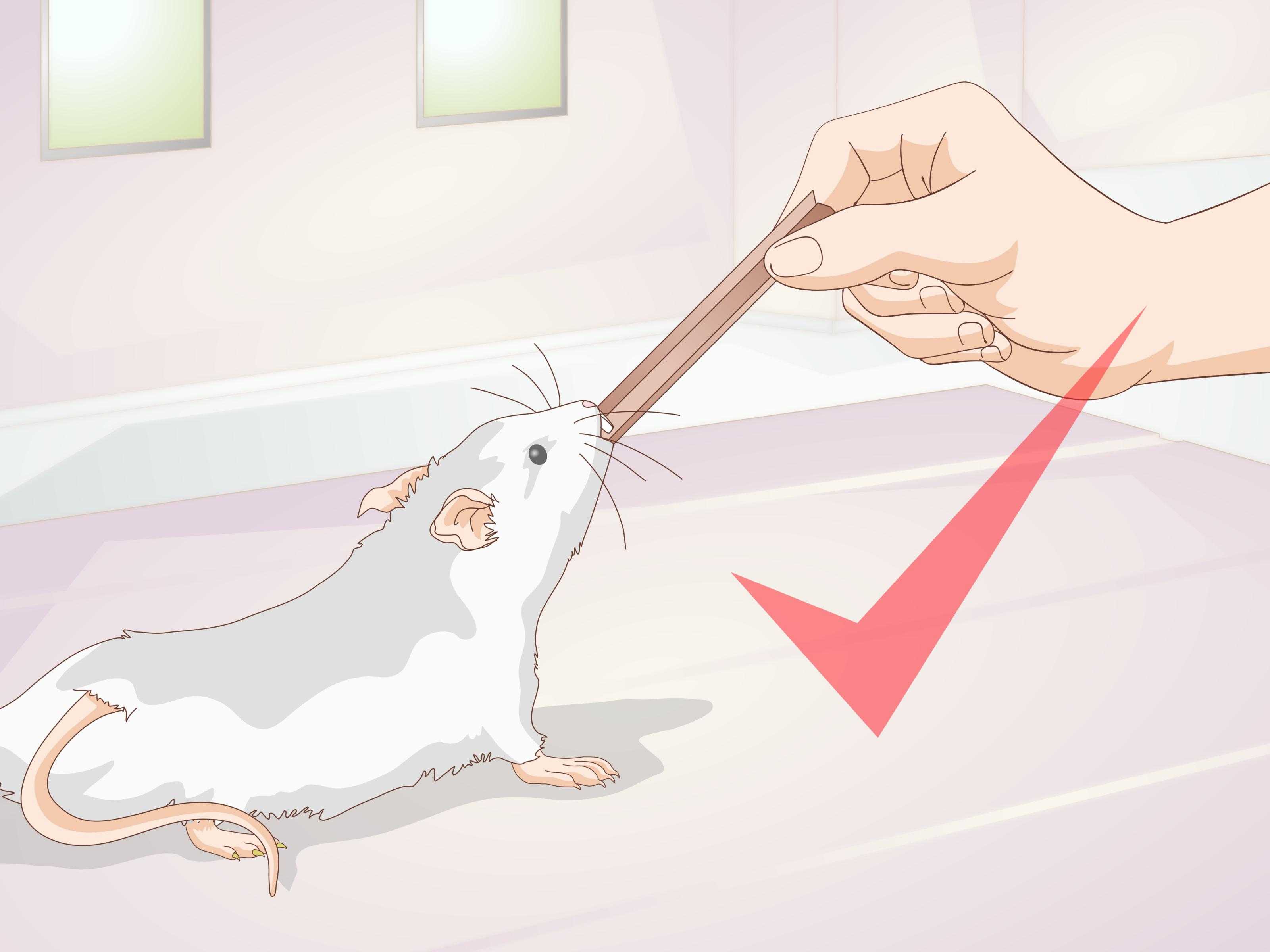 Как понять крысу | мои домашние питомцы