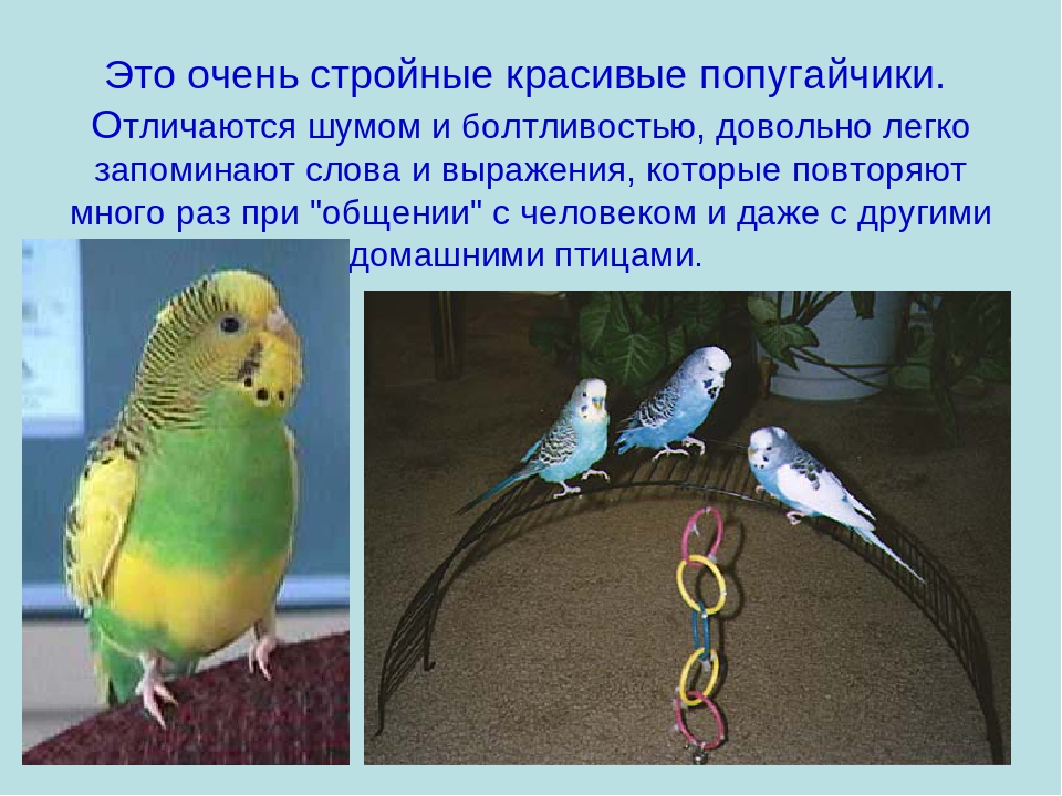 Попугаи: интересные факты о видах, жизни в квартирах и питании