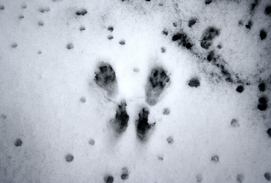 Следы крысы на снегу — фото и описание