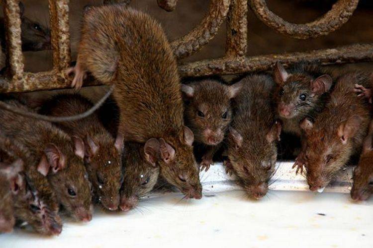 Сколько живут мыши в природе и в домашних условиях