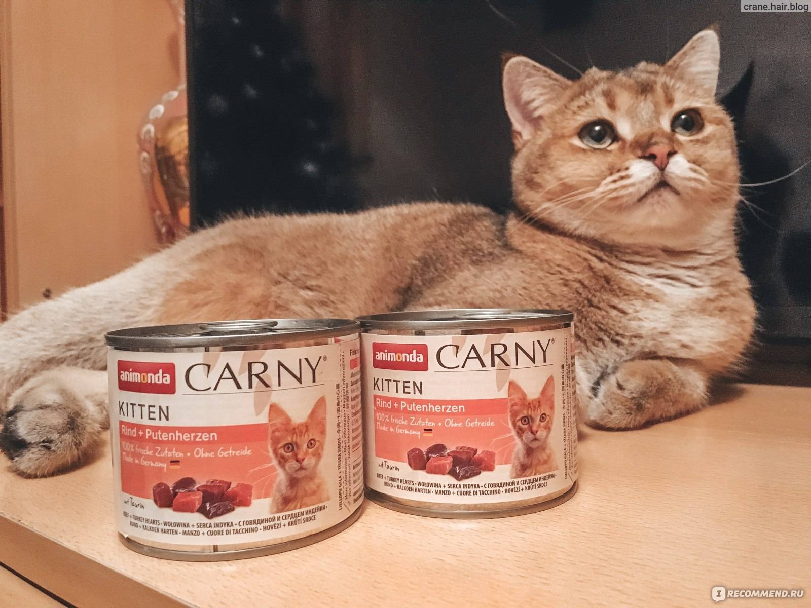 Можно ли кормить кота консервами и как это правильно делать?