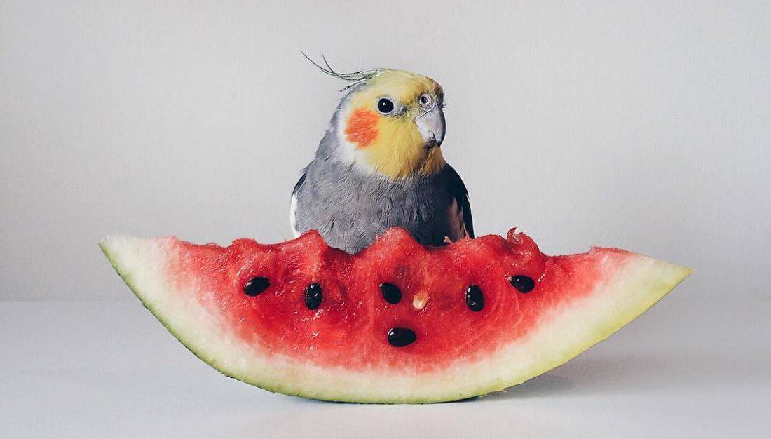Подбираем правильно фрукты для полноценного рациона волнистых попугаев