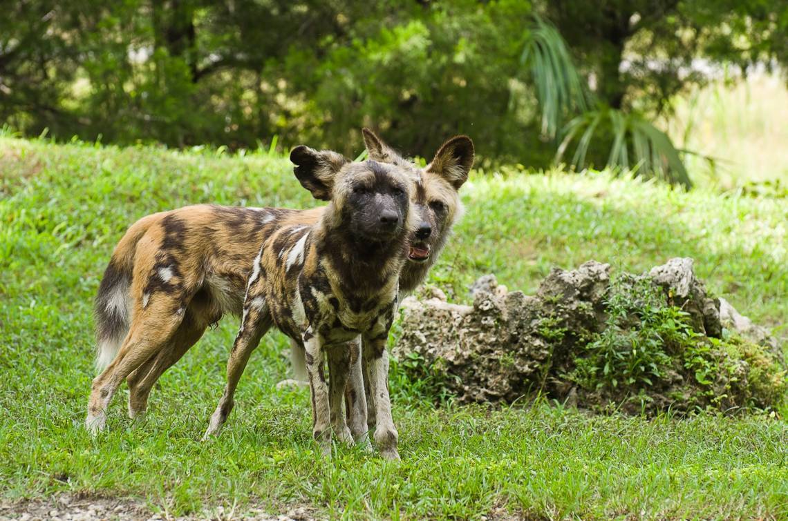 Гиена и гиеновая собака: африканский пес
