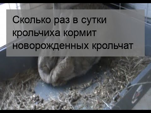 Сколько раз в сутки крольчиха кормит крольчат молоком