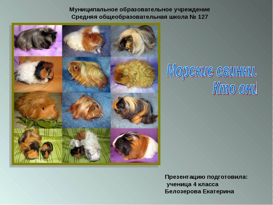 Мир глазами животных