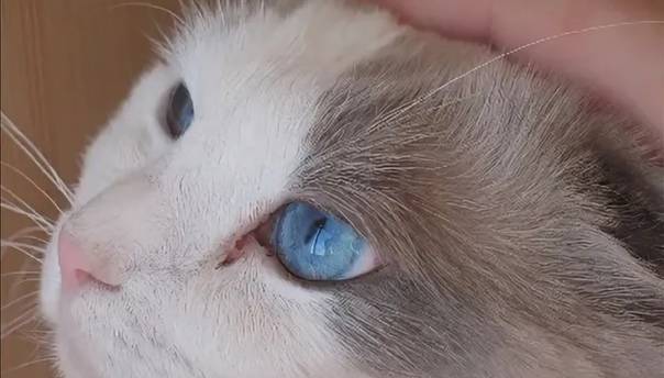 У кошки коричневые выделения из глаз - причины и лечение