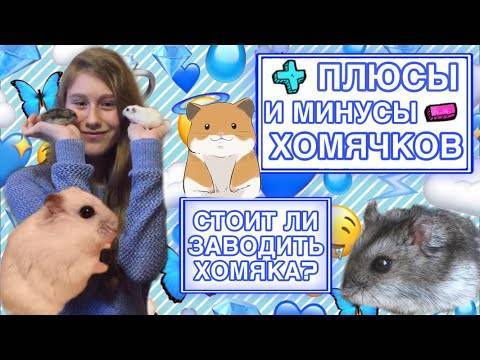 Все об уходе и содержании хомяков в домашних условиях