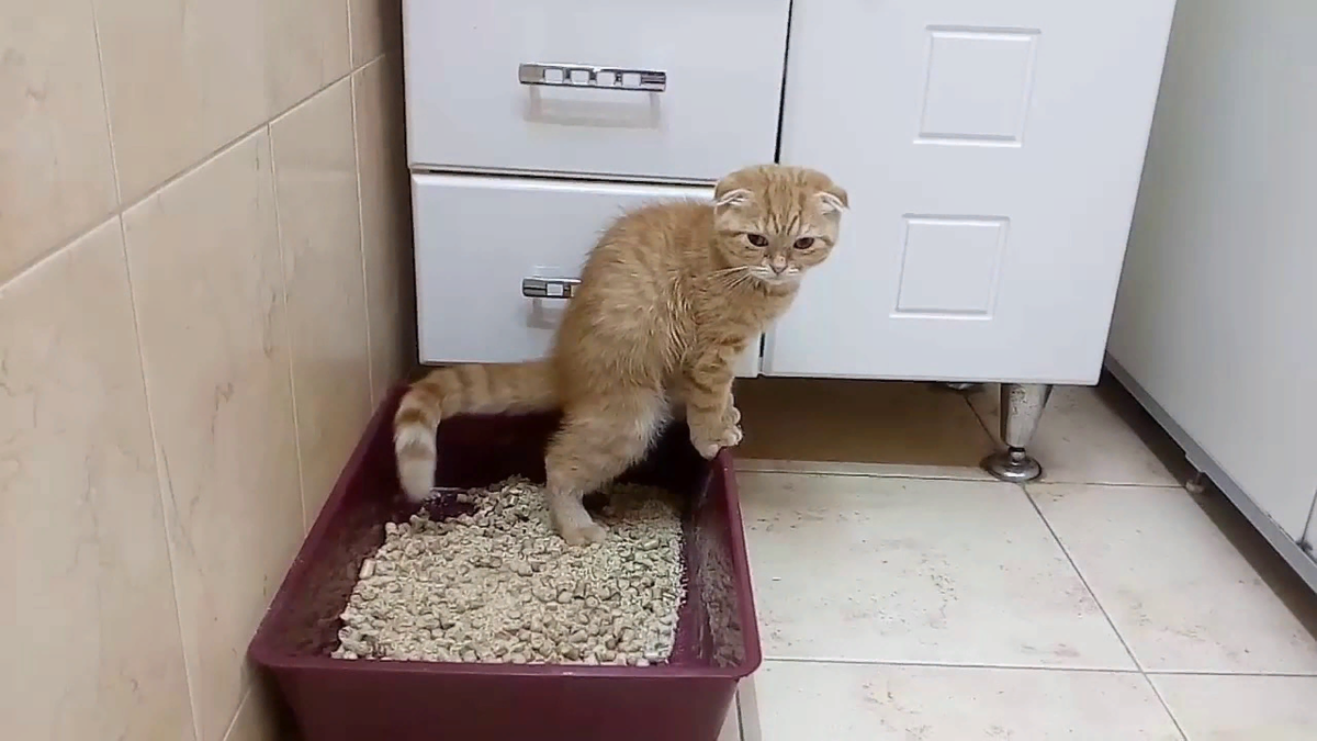 Кот пописал не в лоток. Лоток для кошек. Нагадил в кошачий лоток. Кошачий туалет. Посрал в кошачий лоток.
