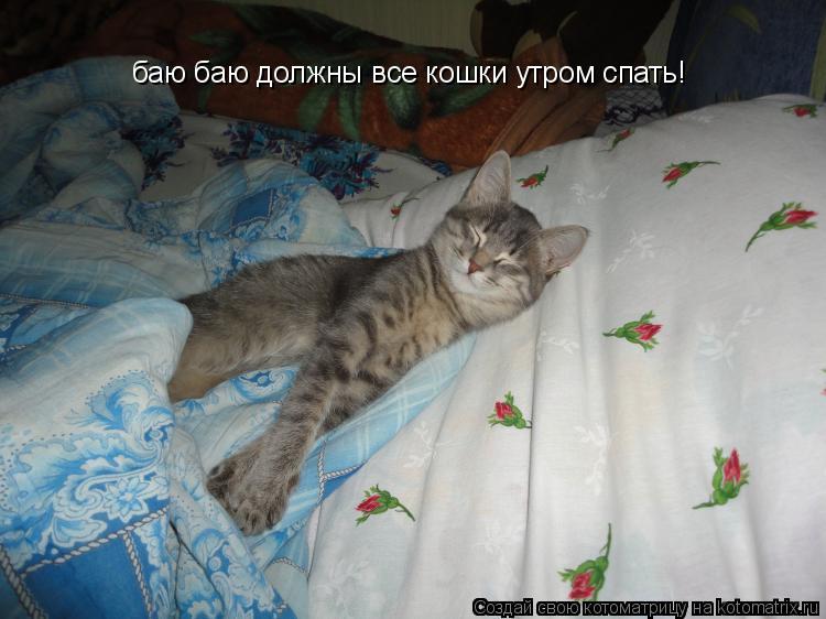 ᐉ кот бесится по ночам что делать - zoomanji.ru