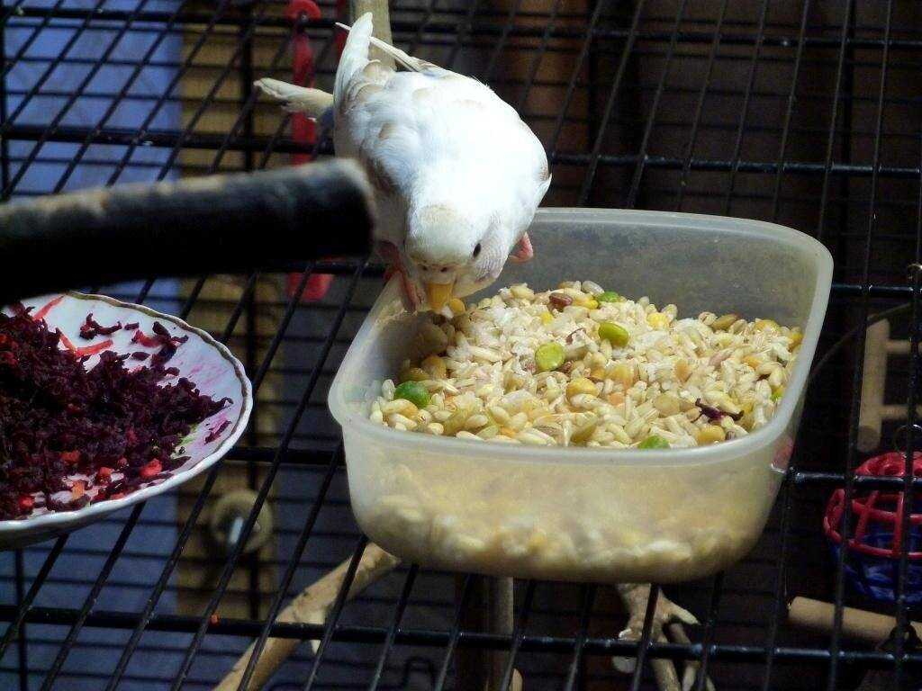 Волнистый попугай как кормить кашей