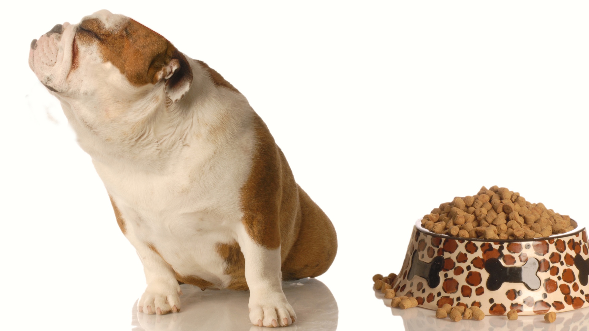 Собака отказывается от сухого корма: список причин и методы решения | ваши питомцы