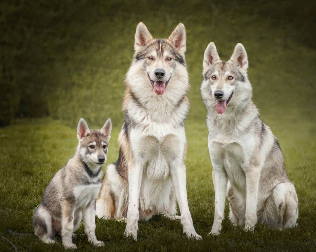 Тамасканская собака: фото, видео и описание породы собак