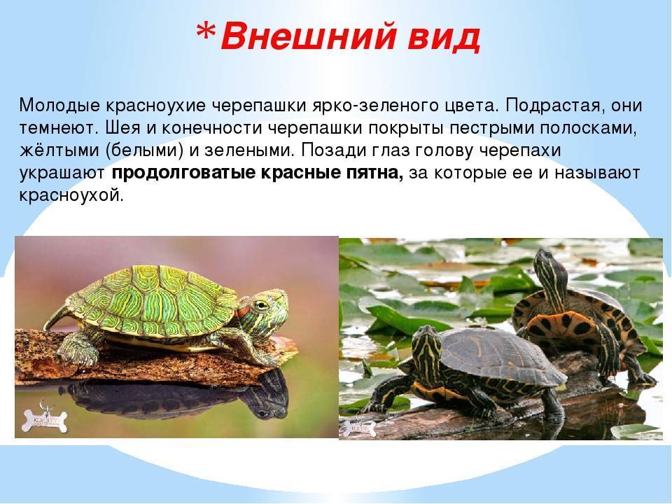 Сколько болотная черепаха может прожить без воды?