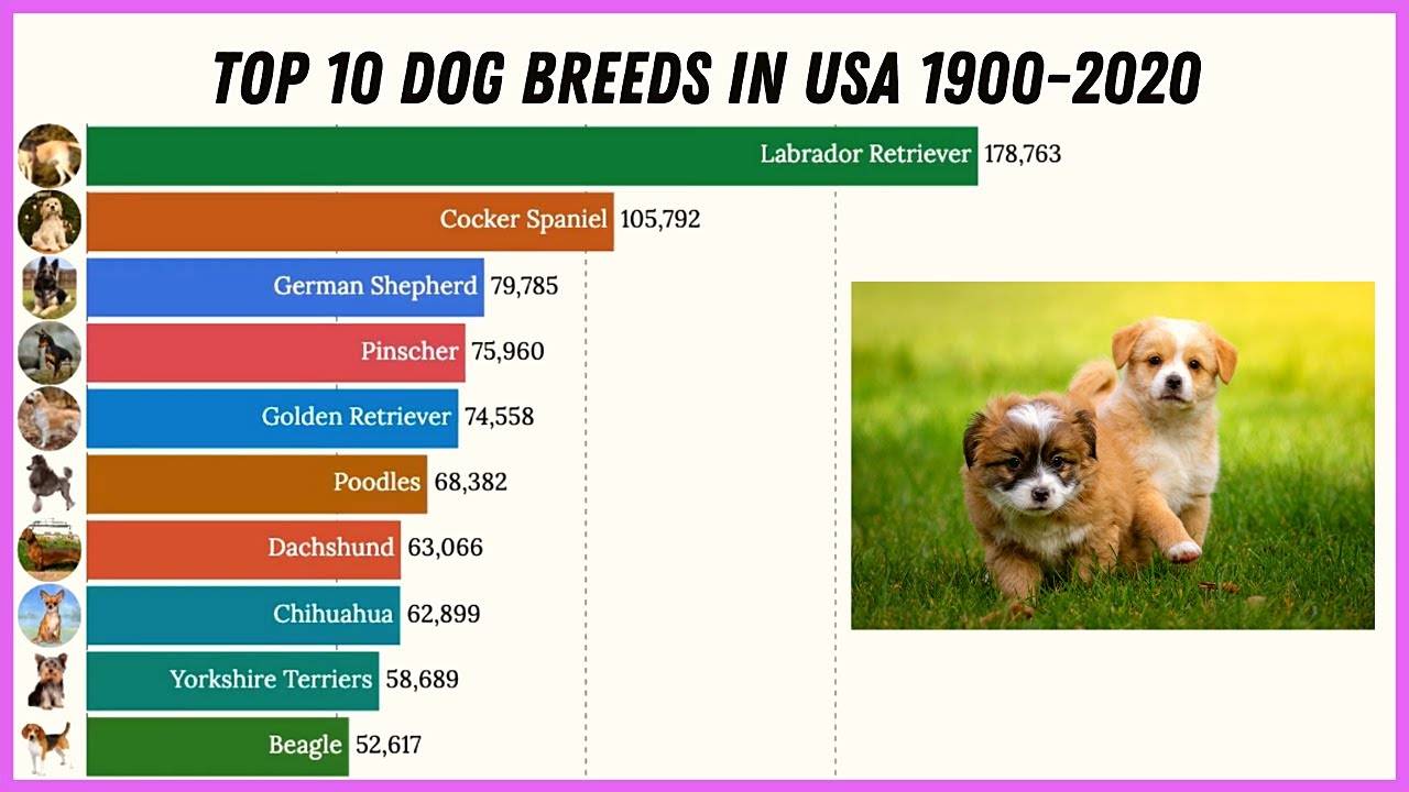 Рейтинг самые дорогие собаки в мире: фото, породы, особенности и поведение