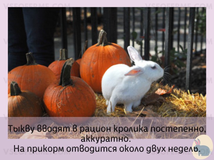 Можно ли давать кроликам огурцы и кабачки? можно ли давать кроликам кабачки: как кормить, едят ли тыкву и сырые листья?