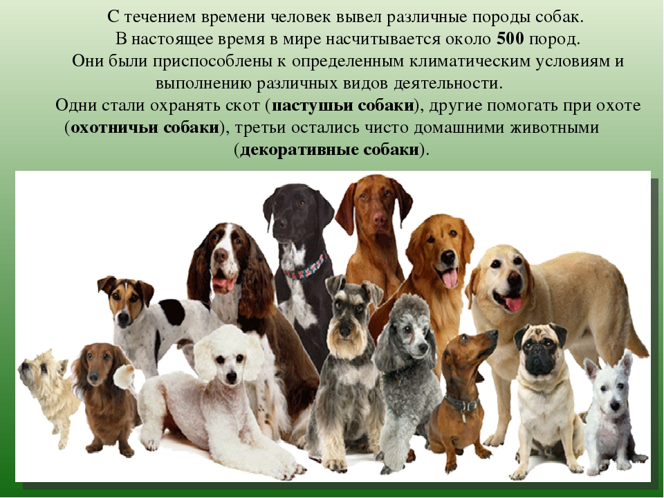 Топ 38 самых больших собак в мире (с фото) | dogkind.ru
