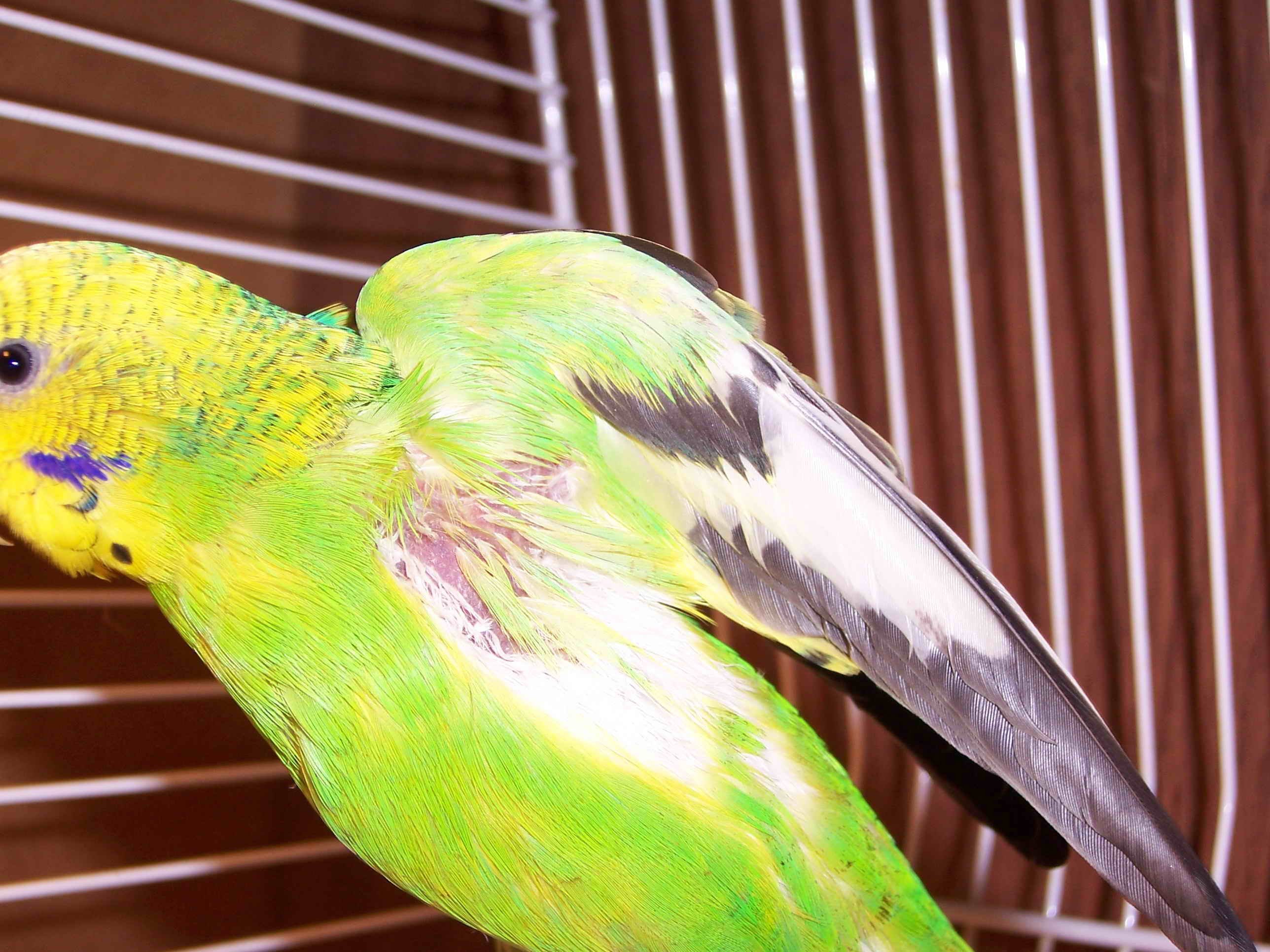 Орнитоз у попугаев: симптомы, причины, лечение, профилактика