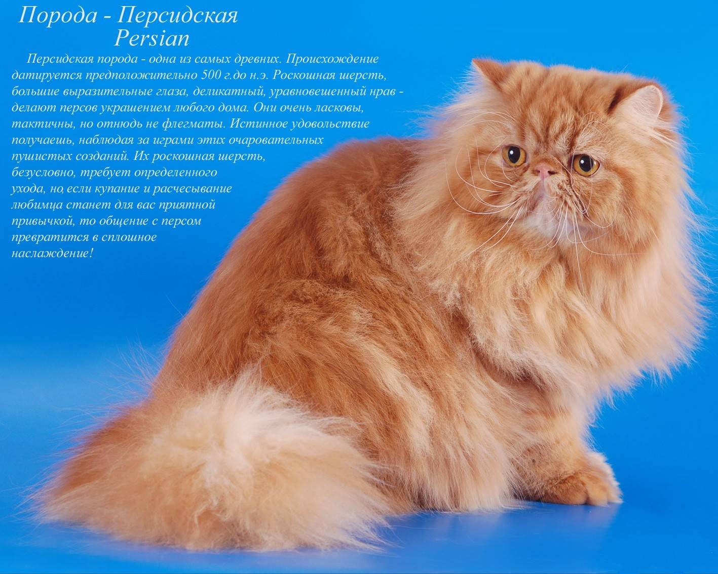Обзор самых ласковых пород кошек: рейтинг милашек-кошек!
