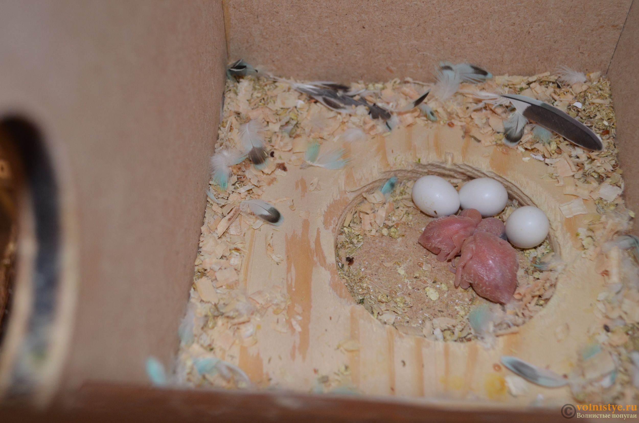 Гнездо для волнистых попугаев: всё про обустройство гнездового домика
