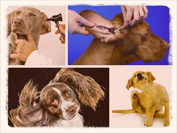 Собака трясет головой и чешет ухо: причины, чем помочь питомцу | ваши питомцы