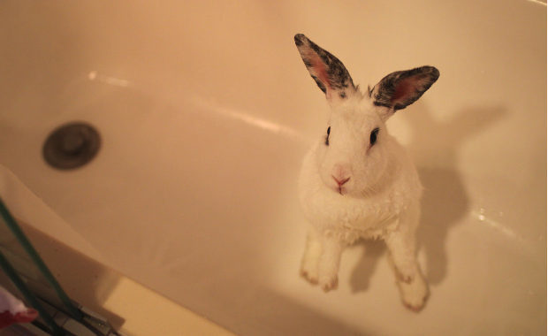 Можно ли купать кролика декоративного и как мыть правильно в домашних условиях