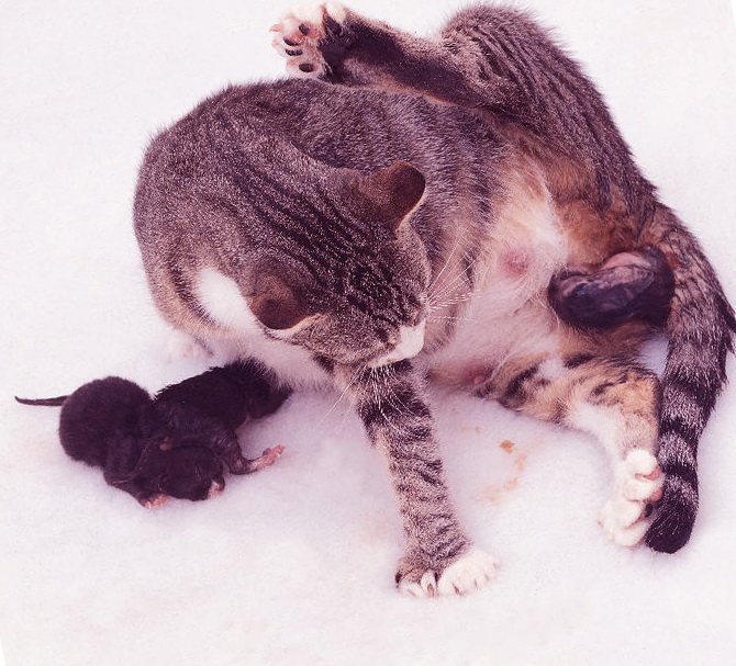 Роды у кошки: признаки, подготовка, уход после родов