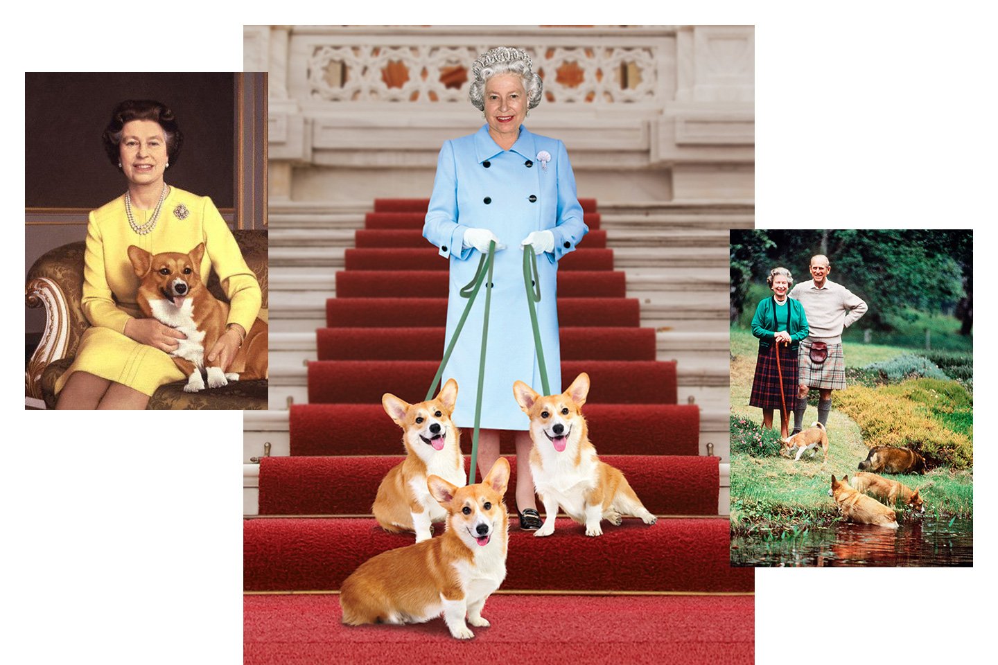 Руководство по воспитанию королевской собаки