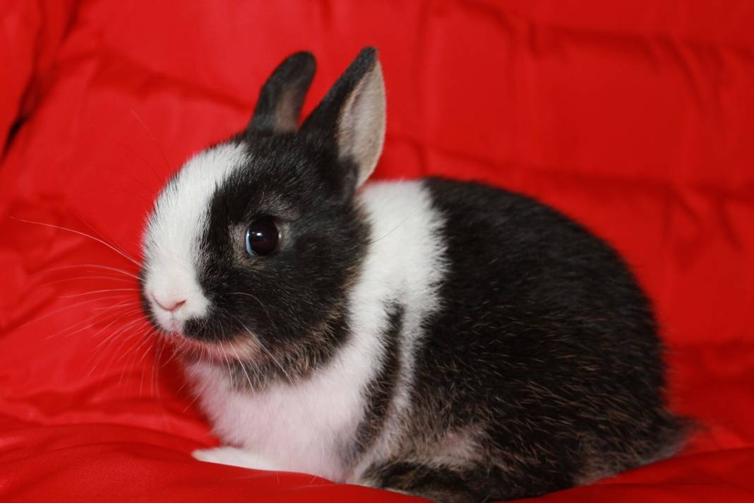 Голландский кролик - описание породы, фото, разведение, кормление и уход, ценность