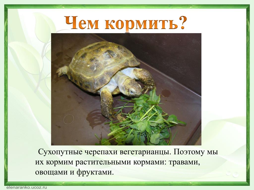 Как часто кормить домашнюю сухопутную черепаху