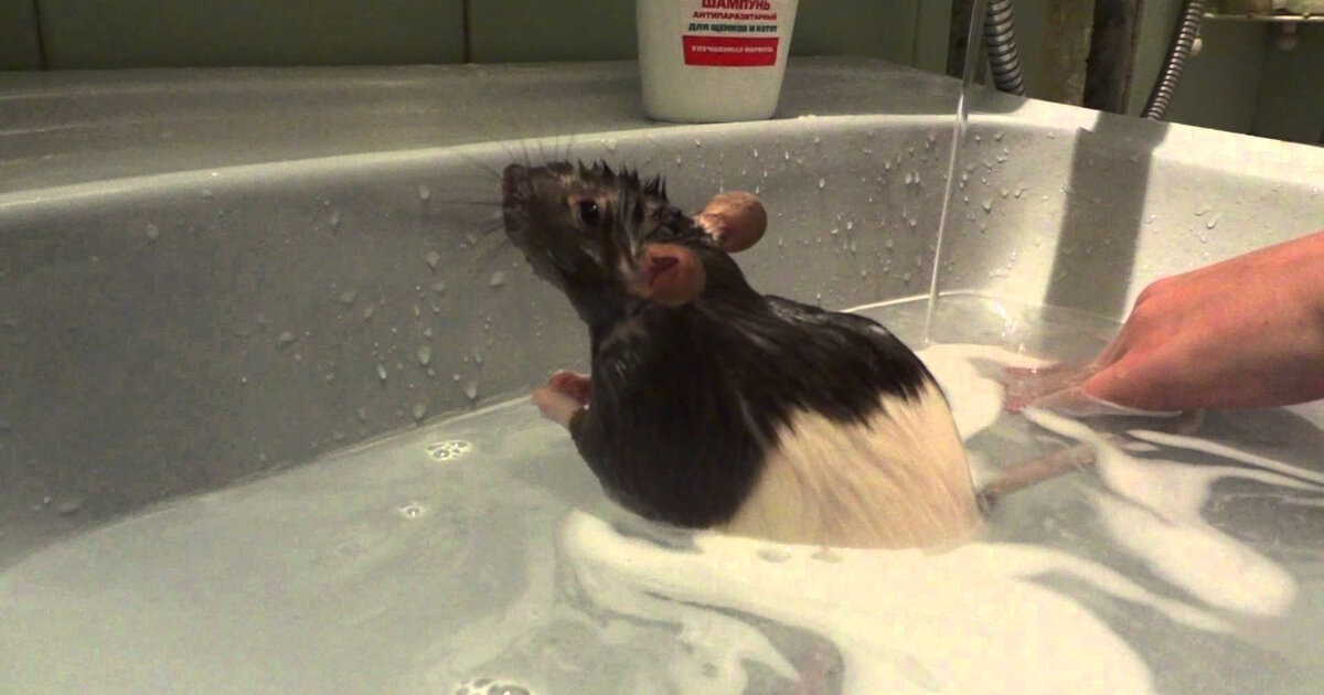Как мыть домашнюю крысу? советы, температура воды и средства для купания