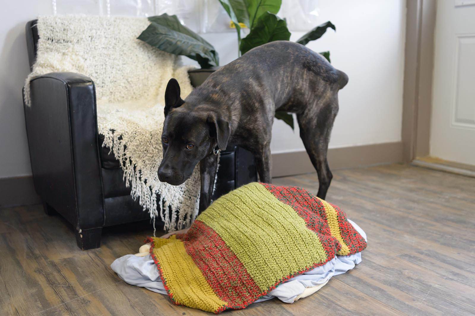 Собака метит территорию в квартире: что делать, чем обработать углы, средства для отучения