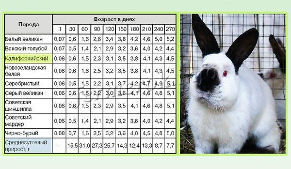 Как самостоятельно определить возраст кролика